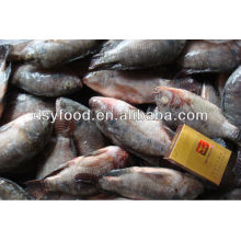 Frozen BLACK Tilapia fish W/R WGS IQF PRICE